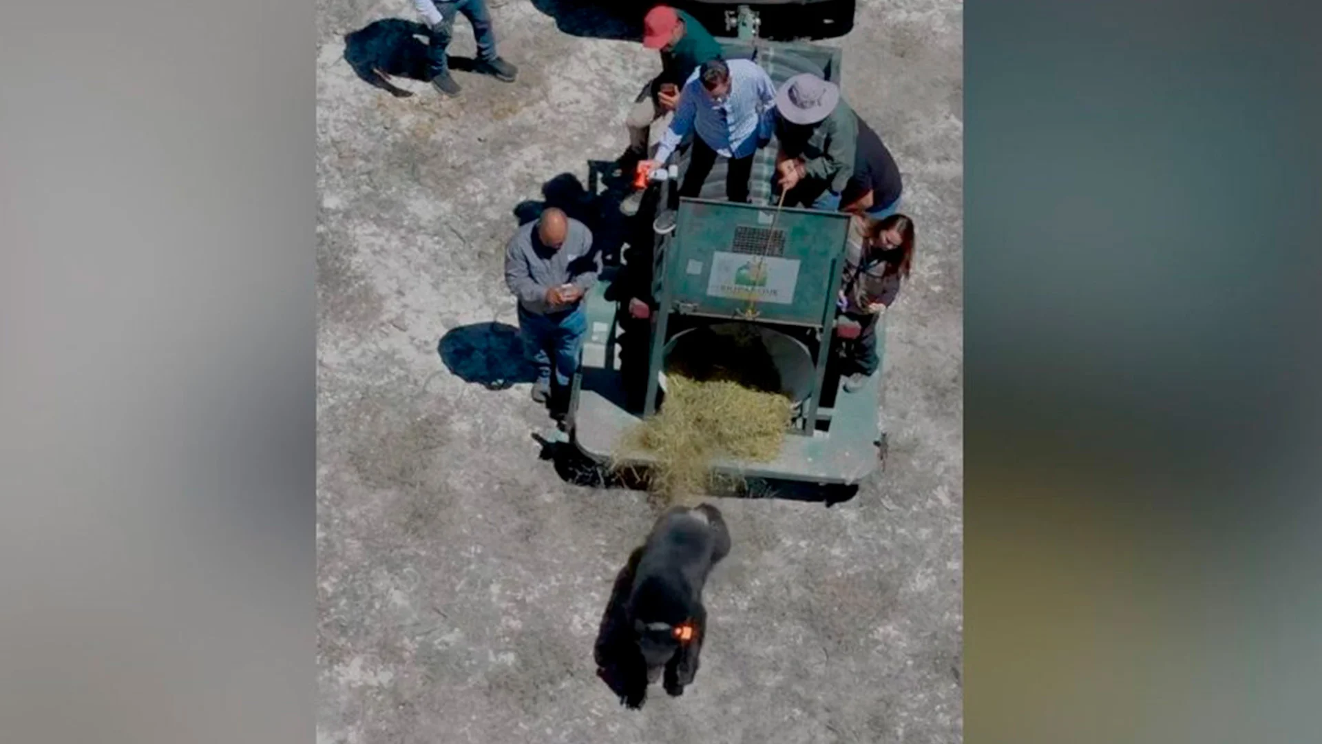 Oso Tadeo es liberado tras 8 meses de atención médica; tenía una fractura en una pata