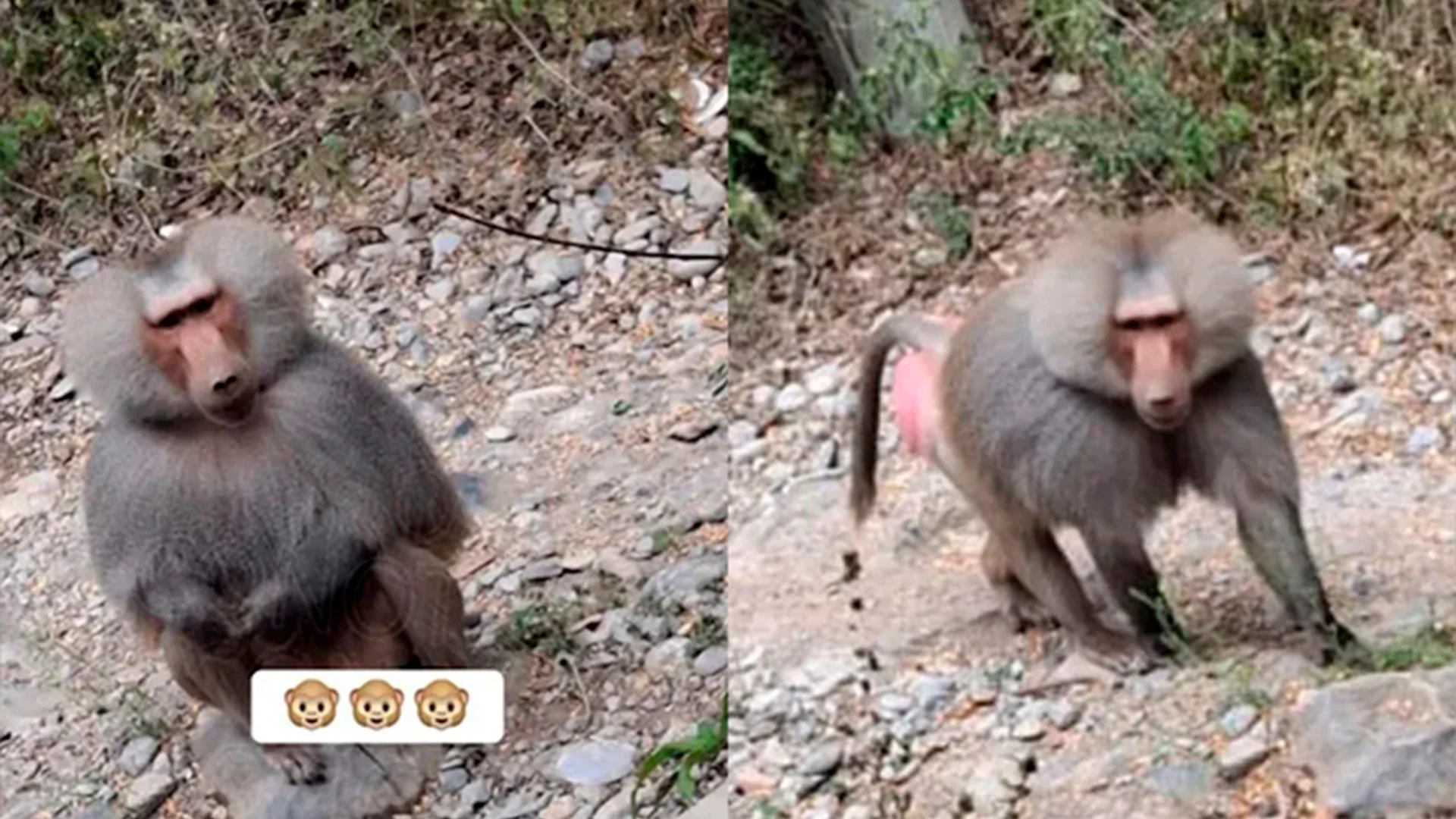 Reportan presencia de primate salvaje en Santiago, Nuevo León; autoridades emiten alerta