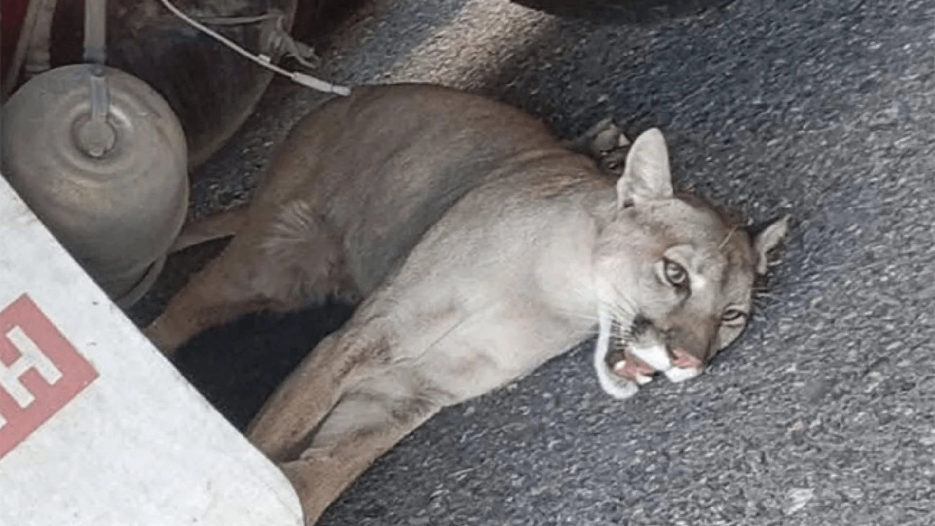 Protege chofer a puma arrollado en La Muralla; felino es rescatado grave y trasladado a zoológico