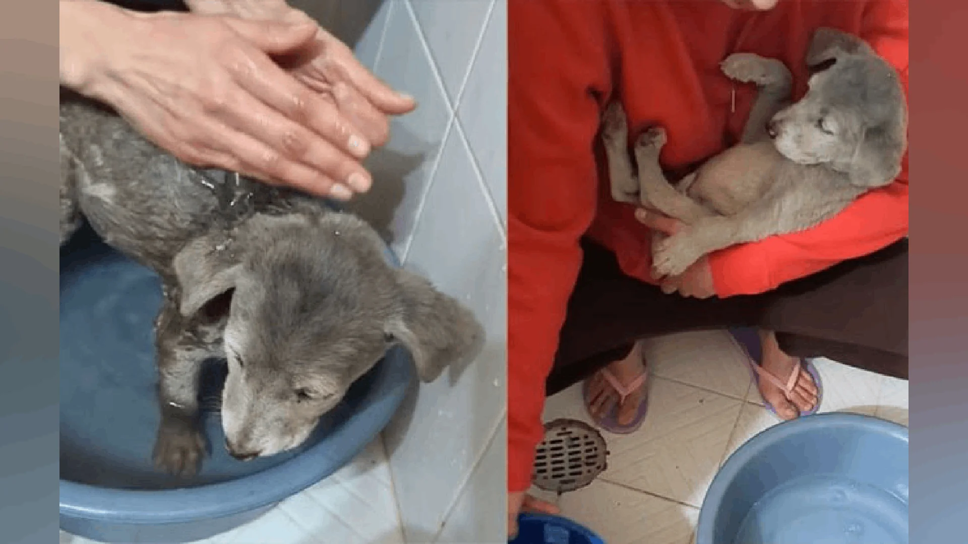 Perrito sorprende a su nueva familia tras un baño que reveló el verdadero color de su pelo