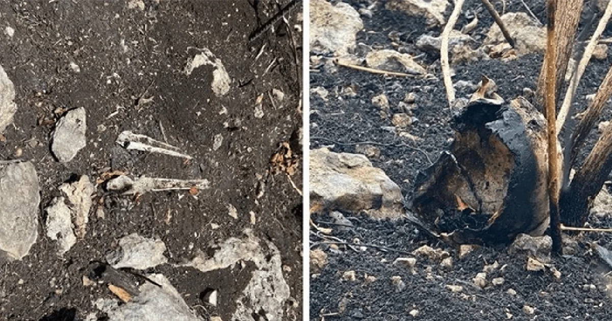 Madres buscadoras localizan restos humanos en reserva federal de Chiapas