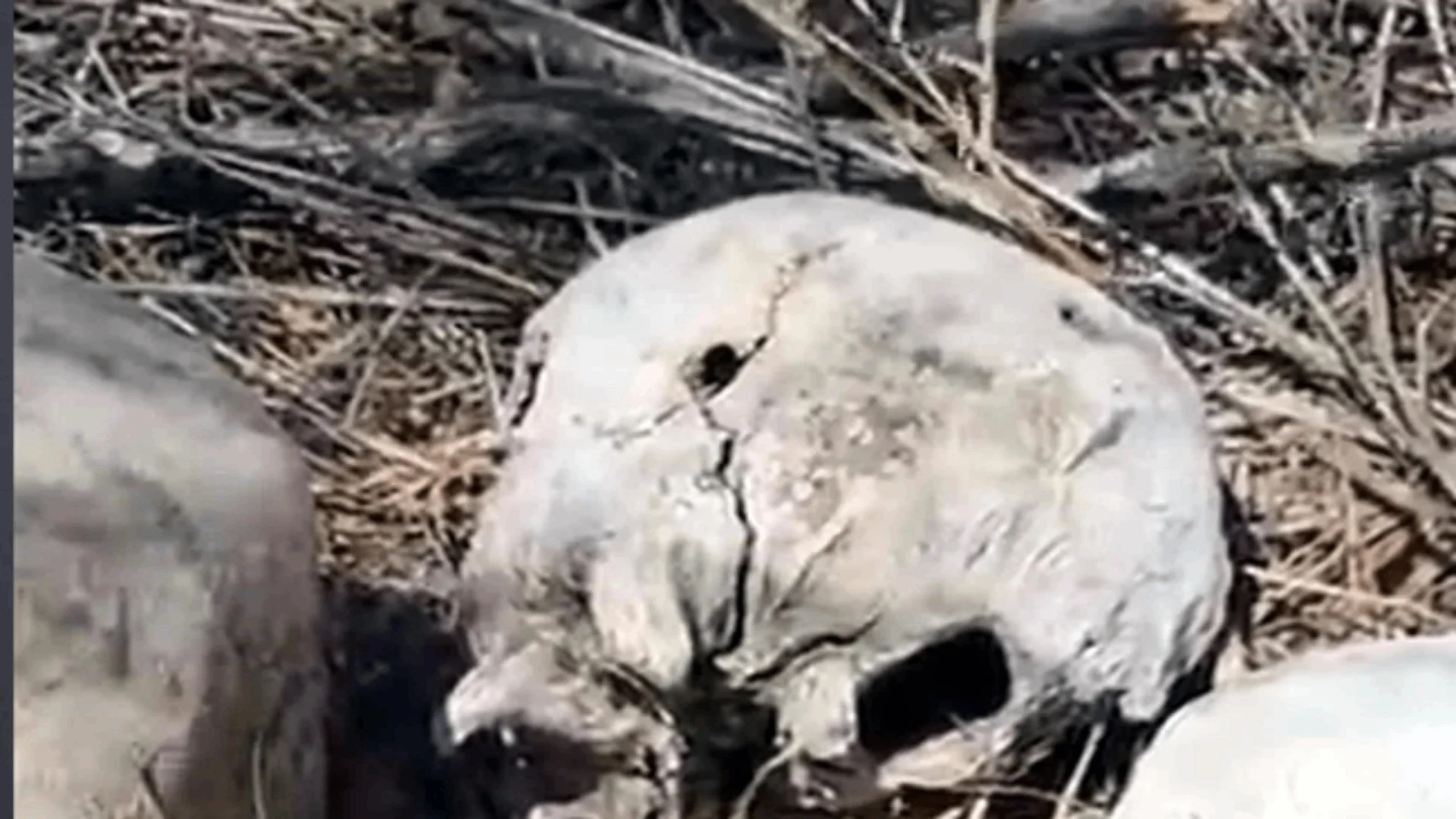 Colectivo encuentra restos humanos en un predio de Reynosa; indicios apuntan a un campo de exterminio.