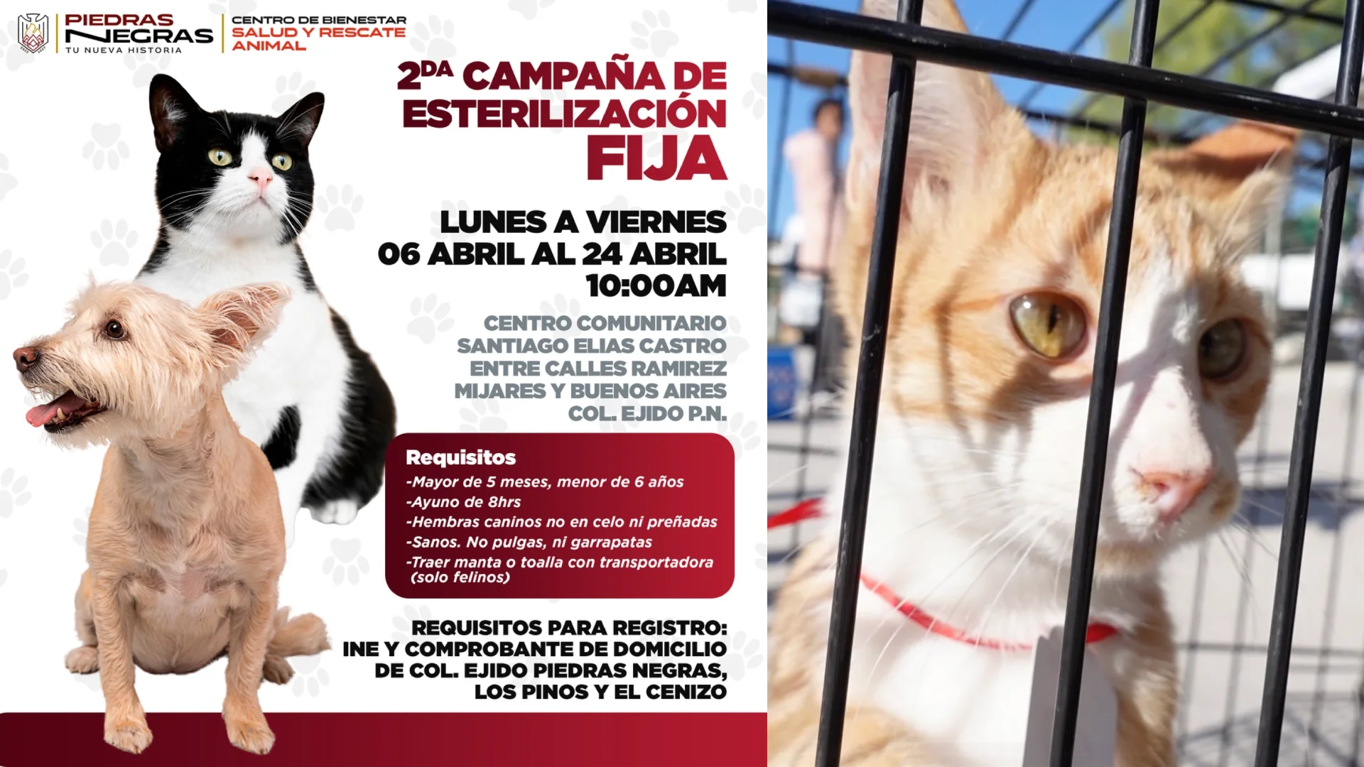 Inicia campaña de esterilización en Centro Comunitario “Santiago Elías Castro”