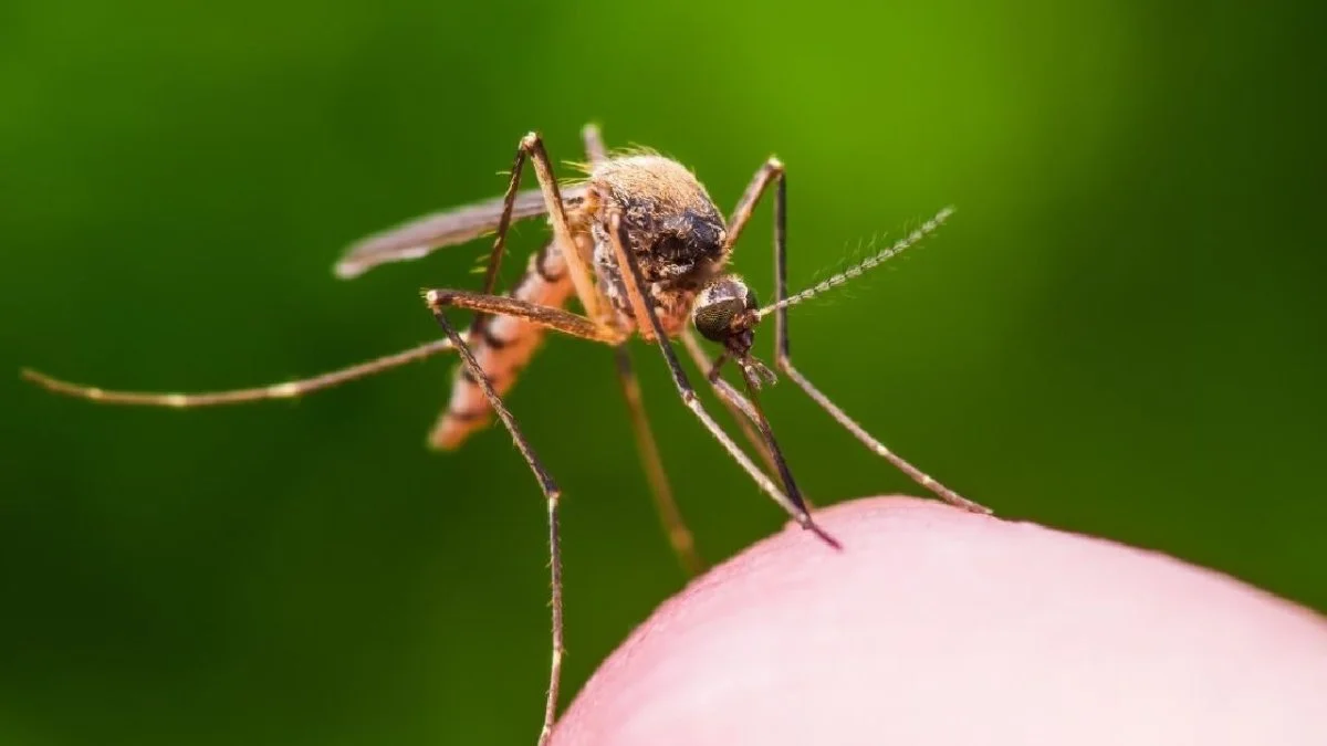 Exhortan a mantener limpios los patios para erradicar los criaderos de mosquitos