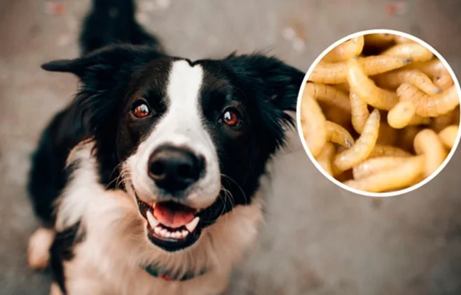 Es actualmente el caso activo más al norte y el sexto acumulado desde la llegada de la plaga