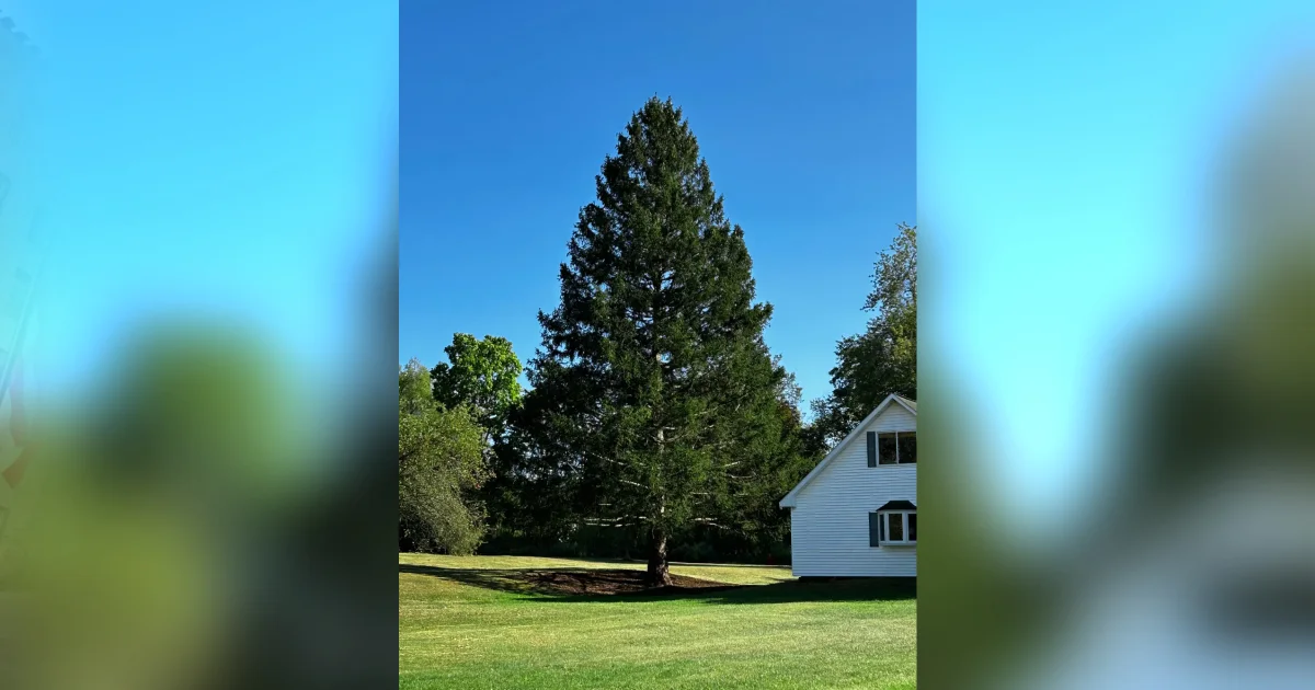 Proyecto nuevo (6).jpg