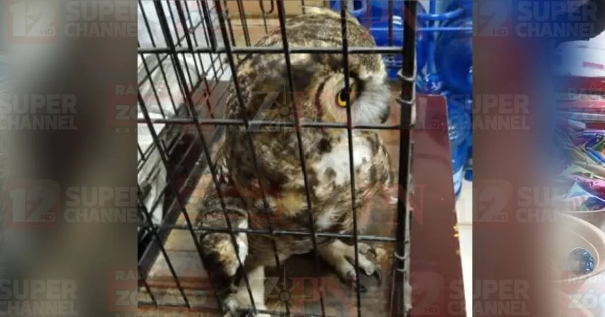 Copia de Proyecto nuevo (15).jpg