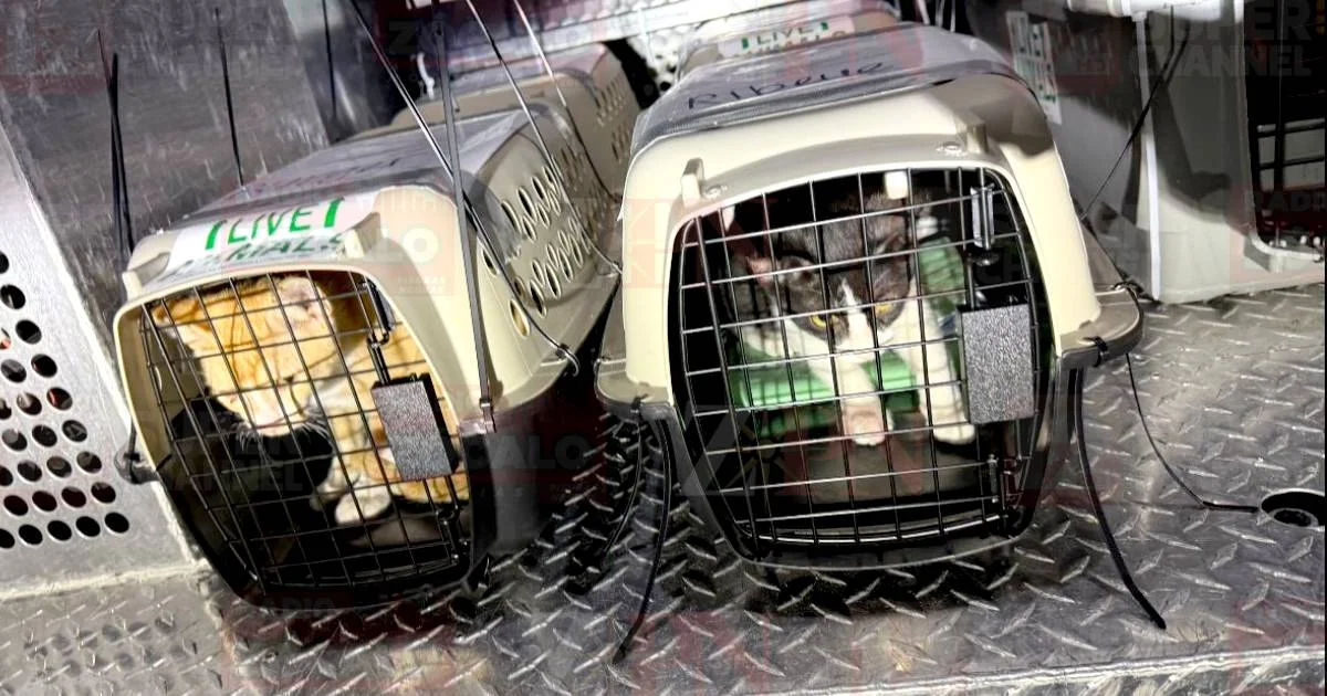 Proyecto nuevo (7).jpg