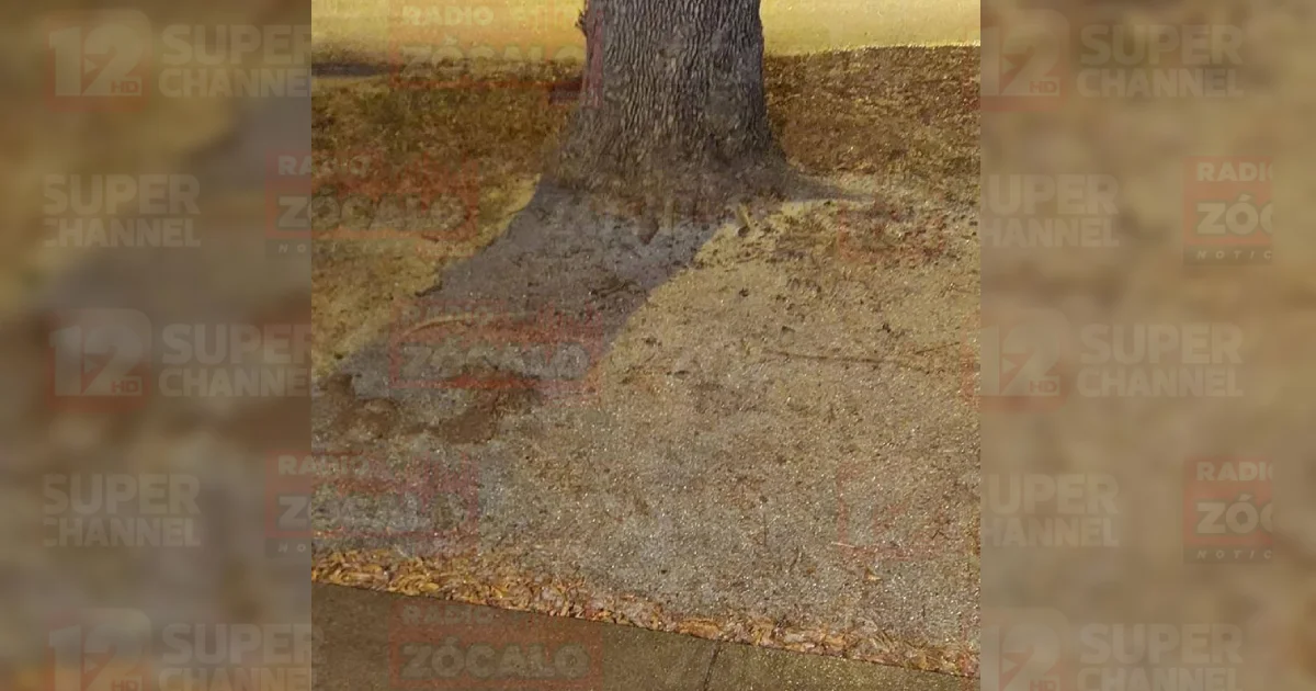 Proyecto nuevo (8).jpg