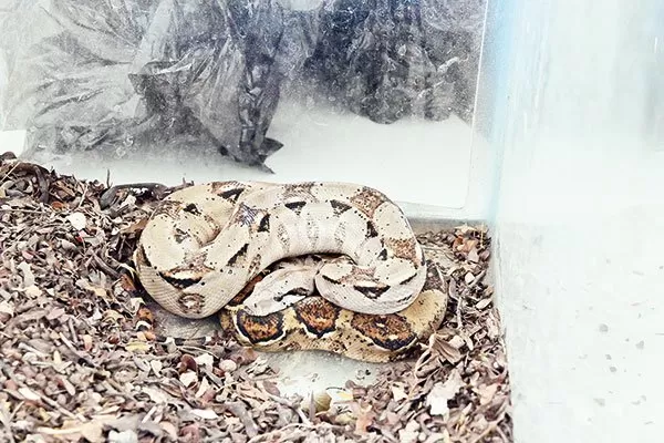 Decomisan boa que mandan por paquetería