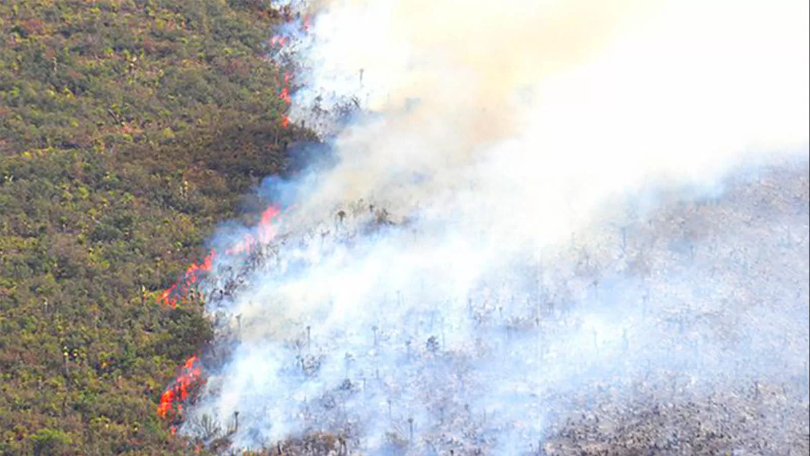 Reportan incendio en los Lirios; aseguran fue por caída de rayo