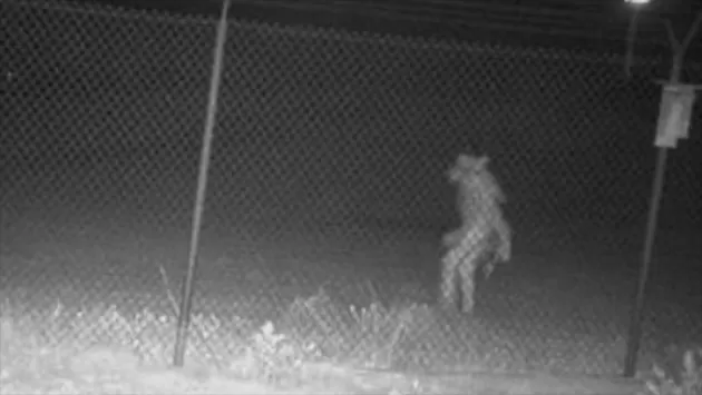 ¿Regresa el Chupacabras?, video capta extraña criatura en Amarillo, Texas