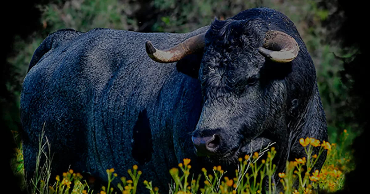 Se manifiesta la Asociación Nacional de Criadores de Toros de Lidia, y Tauromaquia Mexicana