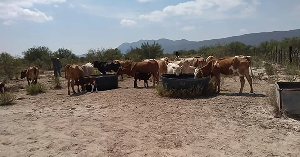 La falta de alimento y agua afecta a 65 ganaderos de la regiÃ³n; temen mÃ¡s pÃ©rdidas si continÃºa la escasez