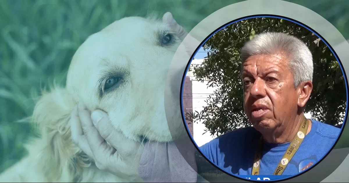 Entrenador de perros te dice que puntos considerar para adoptar o comprar una mascota