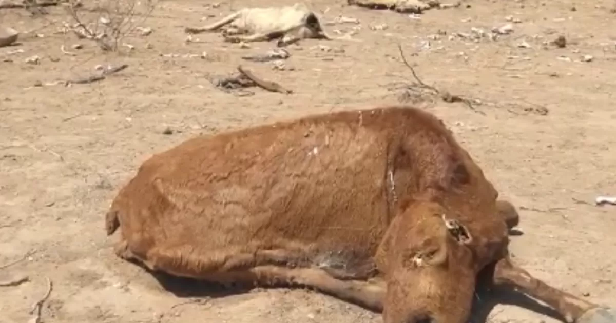 Los alrededores de los abrevadores comienzan a agrietarse por falta de humedad. Los zopilotes y aguilillas rondan las comunidades en espera de que un animal de ganado caiga muerto.