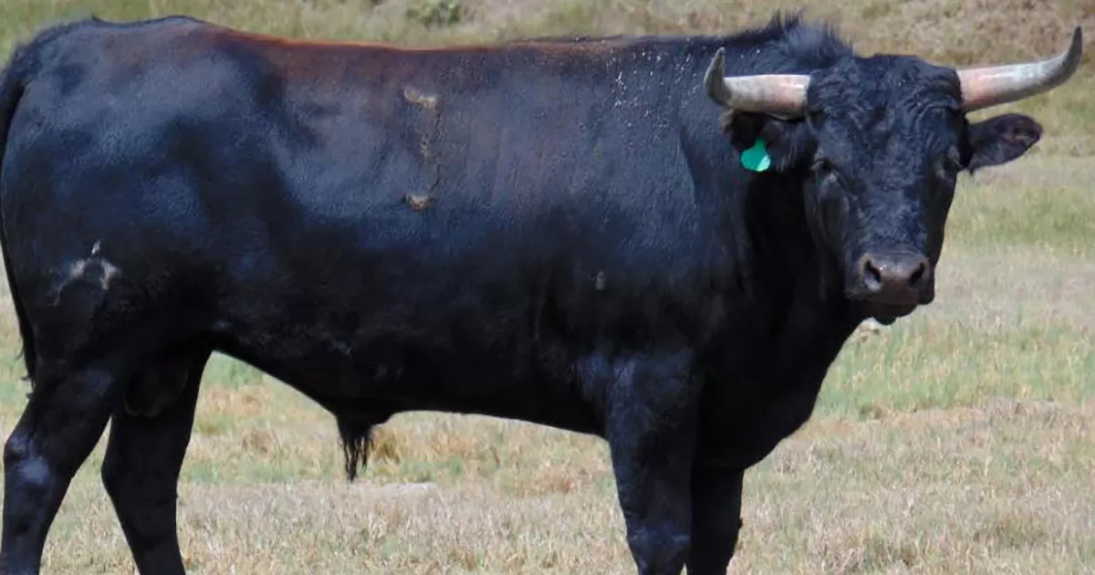 Anuncian Corrida Mixta para San Pablo Apetatitlán