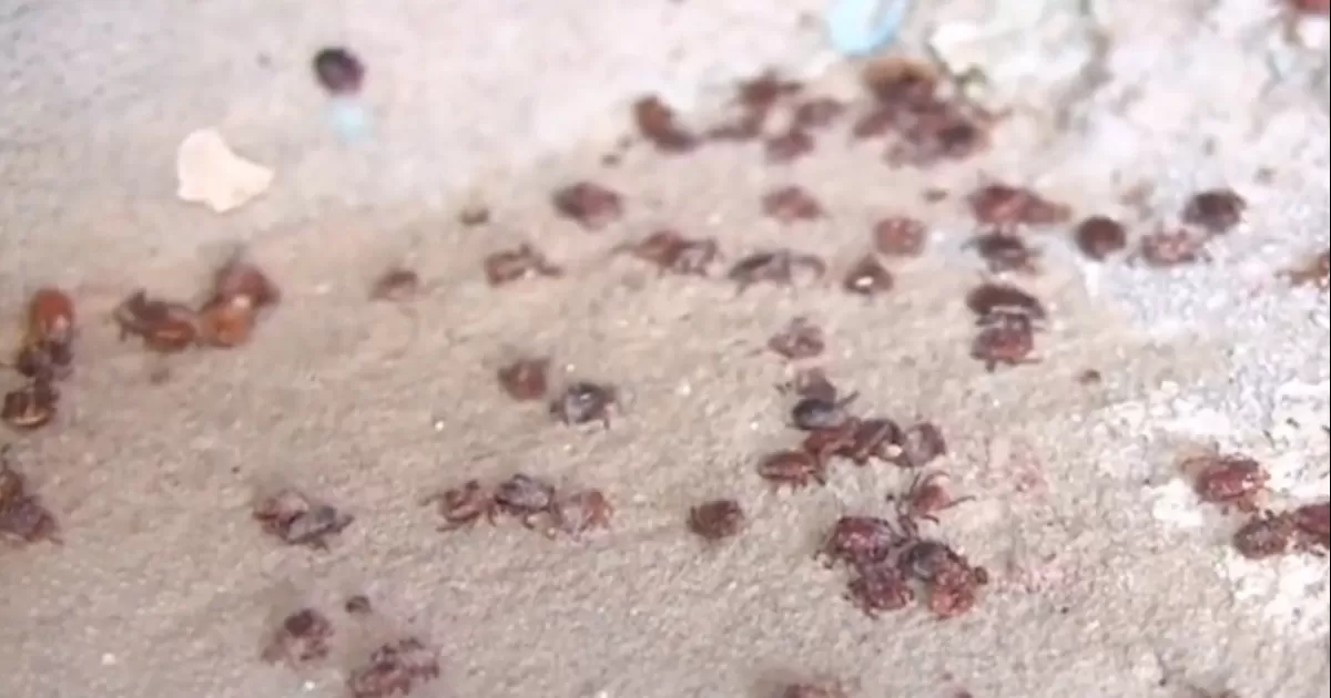 Las mascotas pueden llevar la garrapata a las casas si sus dueÃ±os les permiten andar en la calle y tener contacto con perros callejeros, entre otros motivos.