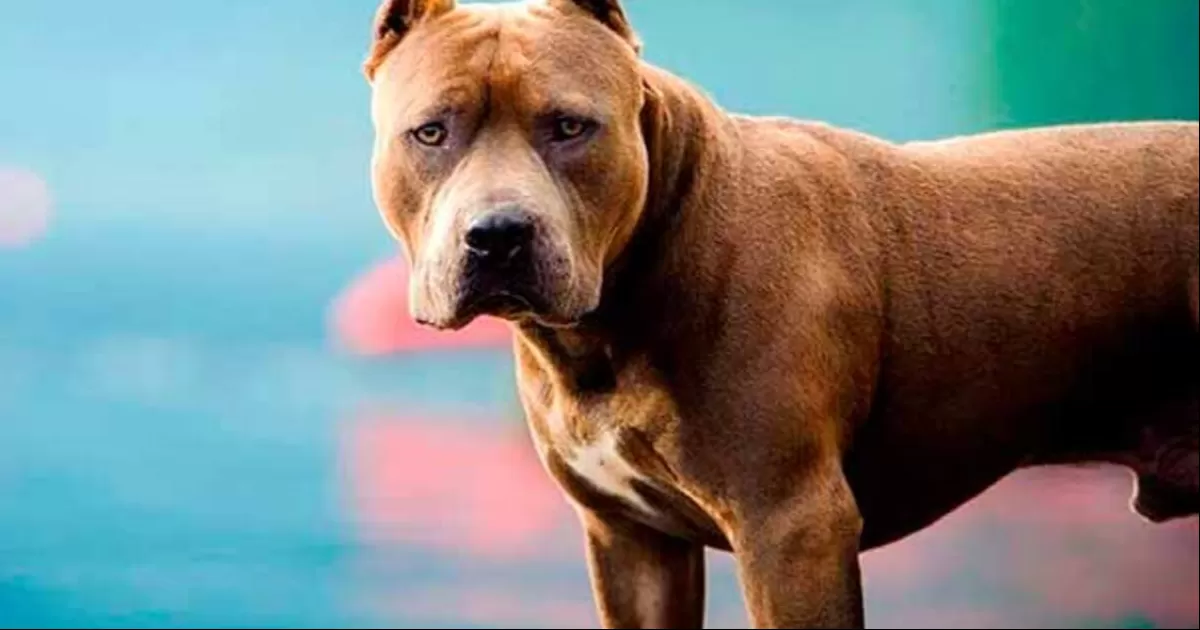 Familia asesina a tiros a su vecina porque el pitbull de la mujer mató a su perro