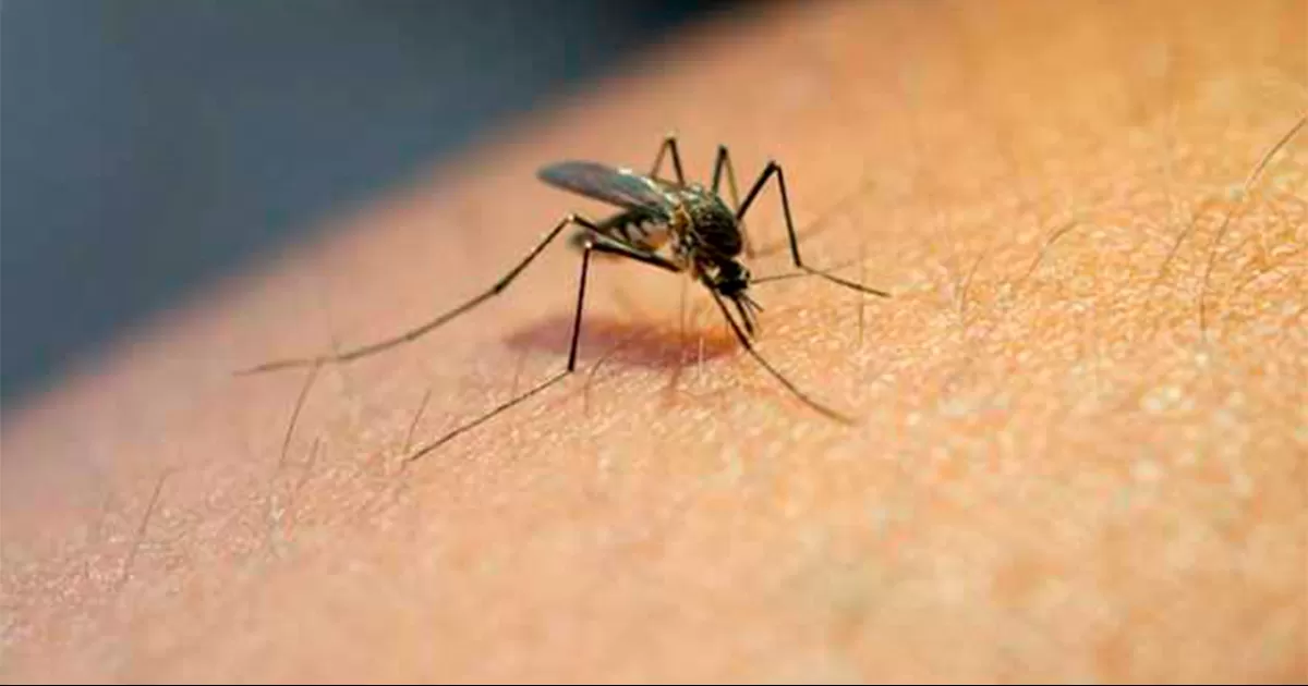 Mosquitos que picaron a un ladrón permiten resolver varios casos de robo en China