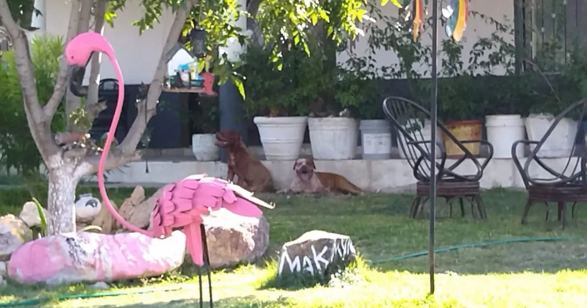 Reclamaron cuerpo de hombre muerto por perros Pitbull pero no hay denuncia.