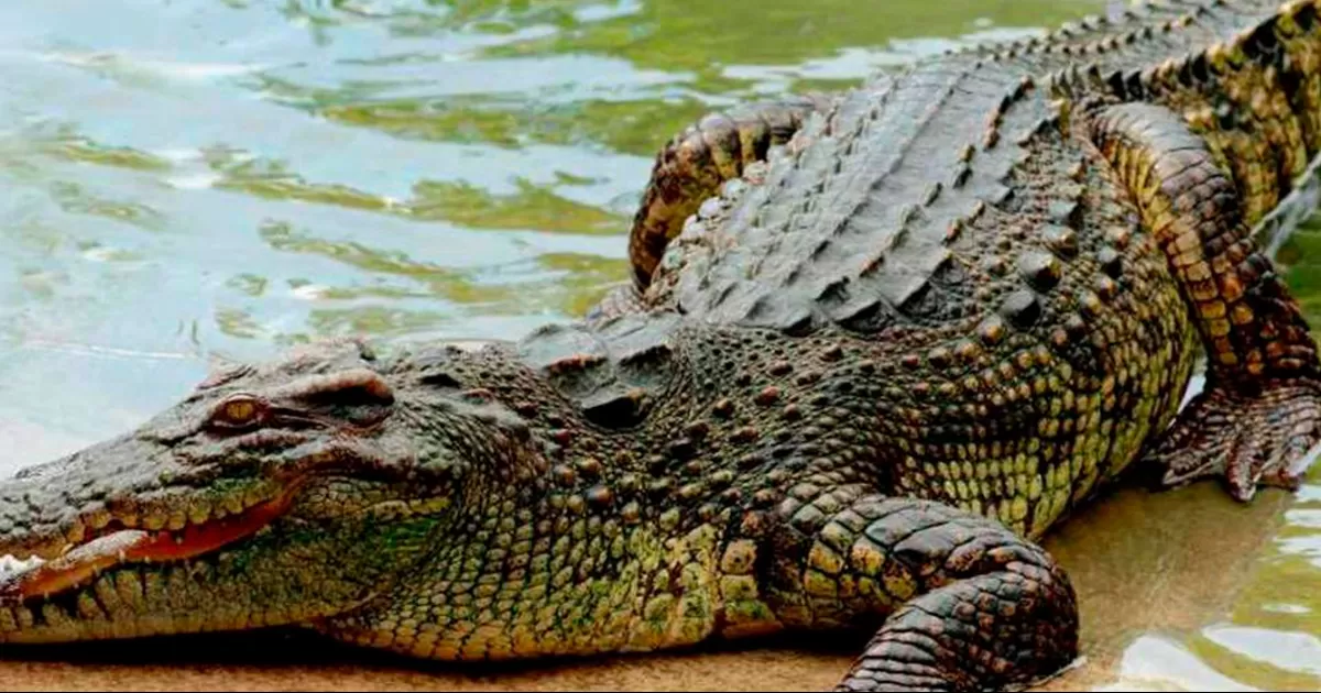 Cocodrilo ataca a dos turistas norteamericanos en Puerto Vallarta