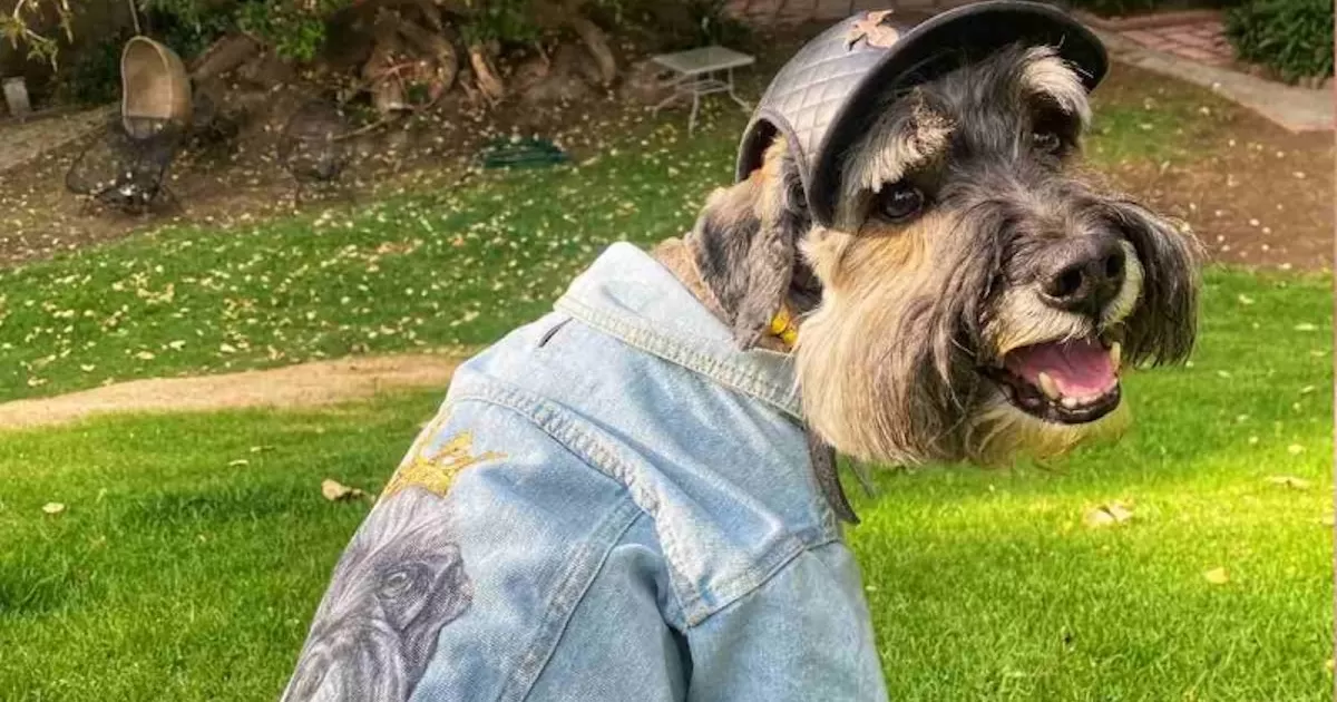 Muchos internautas han aprovechado el dÃ­a para compartir fotos de sus amadas mascotas