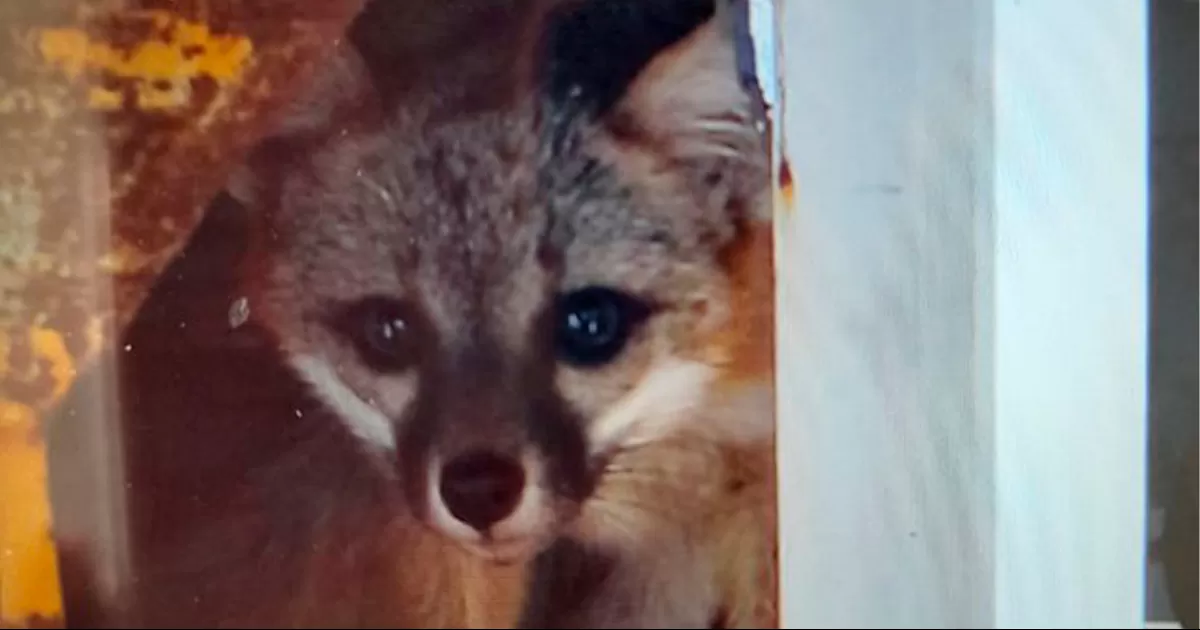 Movilizan zorra y sus crías a autoridades en Ramos Arizpe