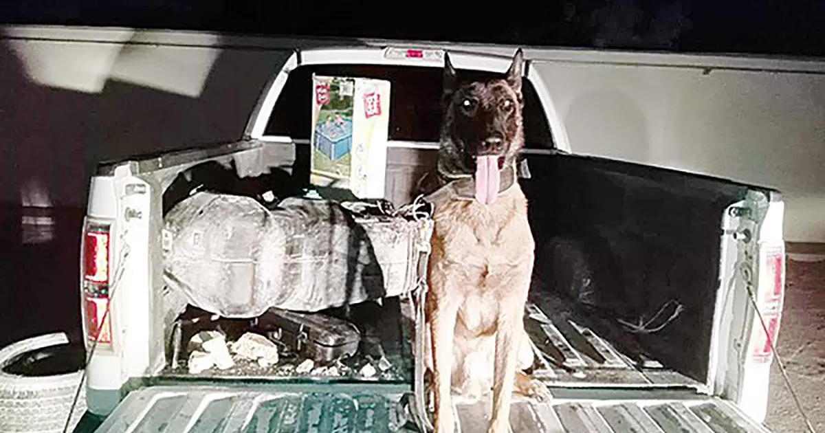 Los 75 kilos de  cristal fueron detectados por â€œBlukyâ€, binomio canino de la PolicÃ­a Civil de Coahuila.