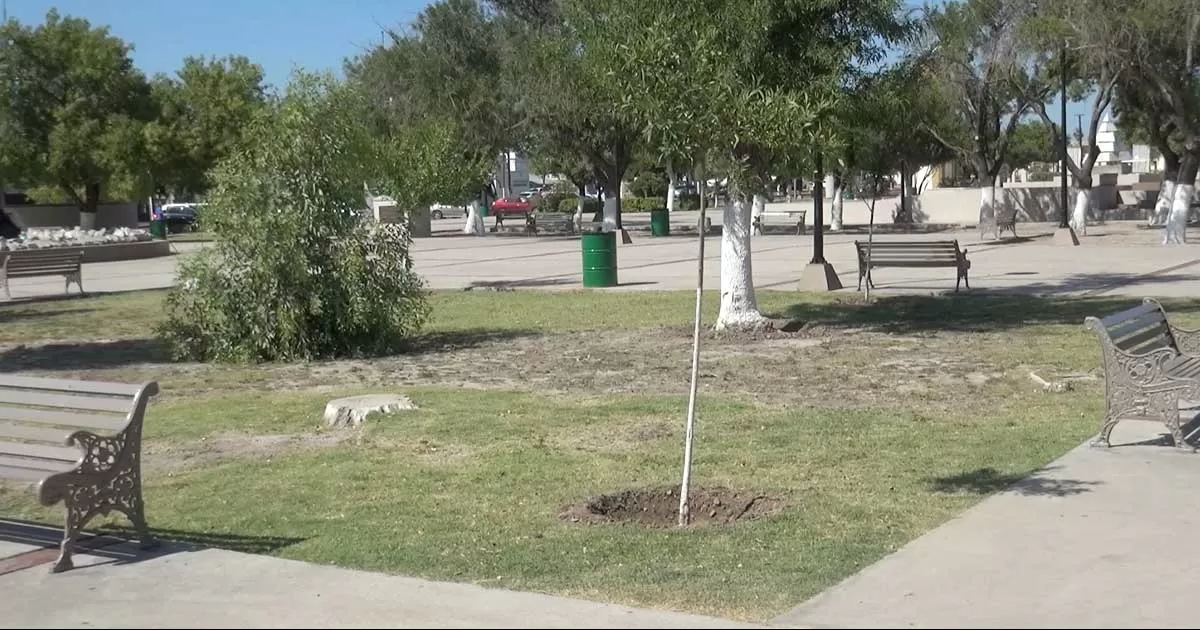 Plantas y árboles deben ser regados muy temprano por la mañana o ya por la noche