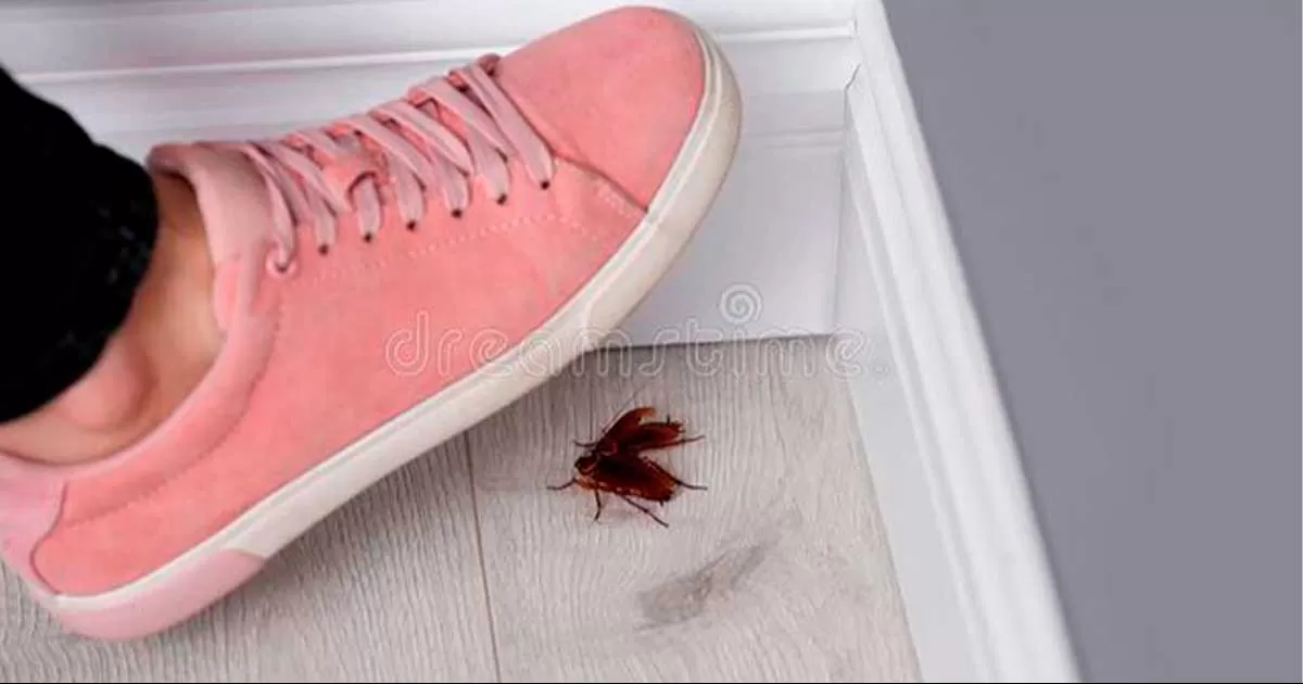 ¿Por qué no se debe pisar nunca una cucaracha?