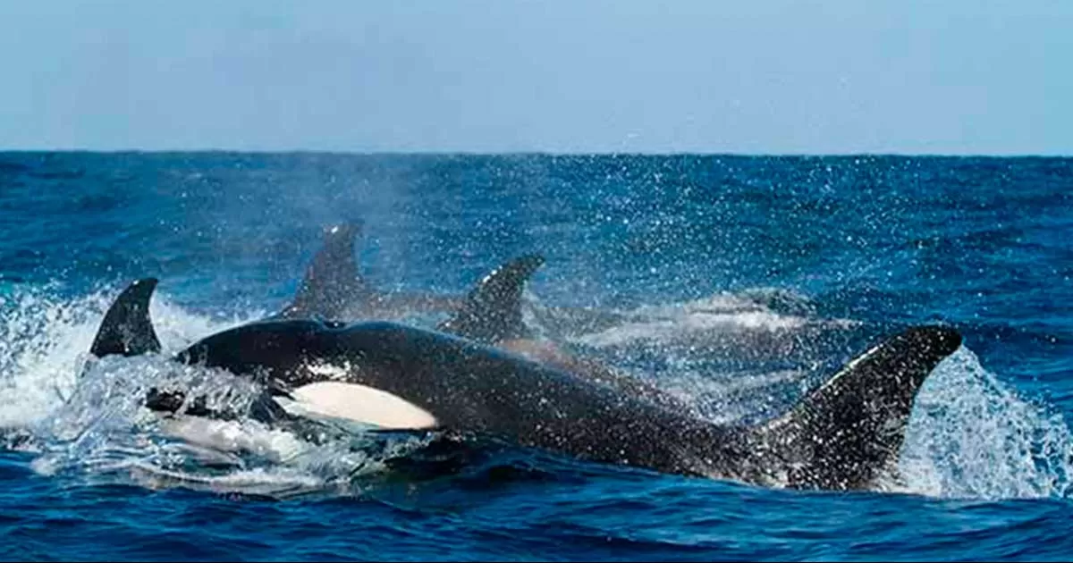 Orcas hunden velero en Portugal; Marina rescató a 5 personas