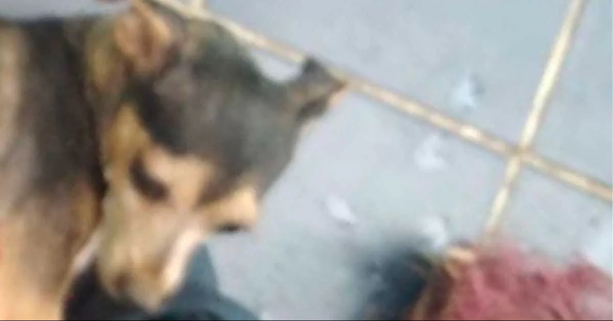 Joven intoxicado apuñala a perrita embarazada en Saltillo; podría perder a sus cachorros