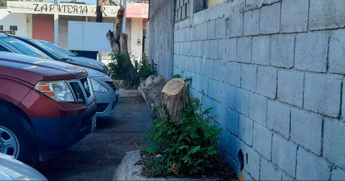 El director de Imagen Urbana y EcologÃ­a afirmÃ³ que cualquier particular, comercio o empresa debe contar con el permiso respectivo de dicha dependencia.