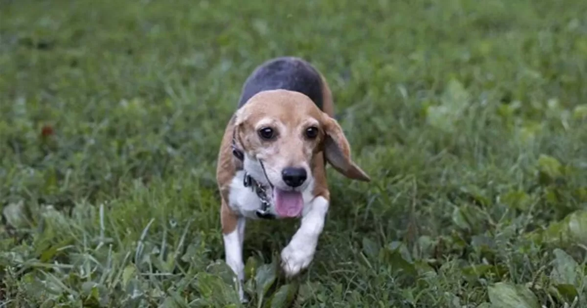 Rescatan a 4 mil perritos beagle; eran usados para experimentos farmacológicos en Estados Unidos