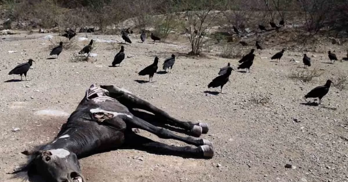 "Son pÃ©rdidas muy graves", se lamentÃ³ Torres, cuya finca se encuentra junto a la represa El Granero en el estado norteÃ±o Chihuahua