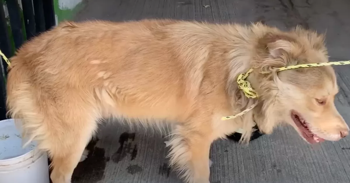 Niña atacada por perro callejero dice que quisiera adoptarlo: "Quiero enseñarle a amar "