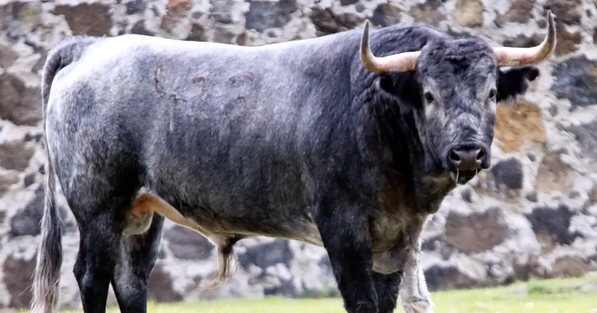 Trapío tiene el encierro de Piedras Negras, para la Corrida de Feria de Huamantla