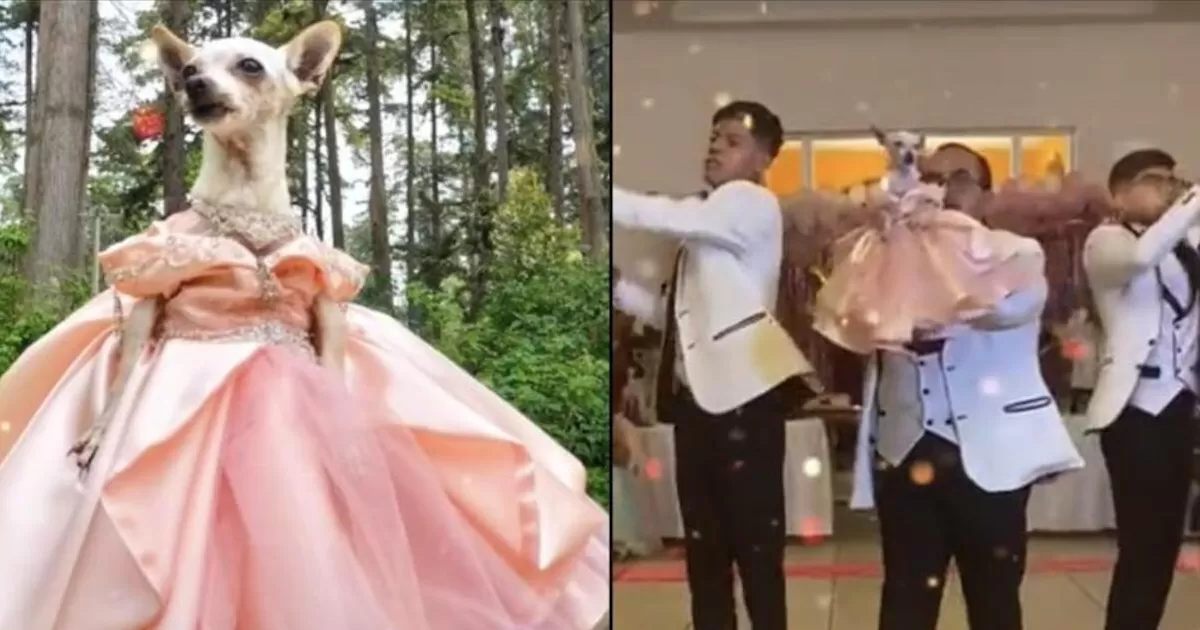 "Clarita" es la chihuahua que festejÃ³ sus XV aÃ±os en un gran evento, en compaÃ±Ã­a de su familia y conocidos. Hubo chambelanes, pastel y fiesta Â¡ a lo grande !