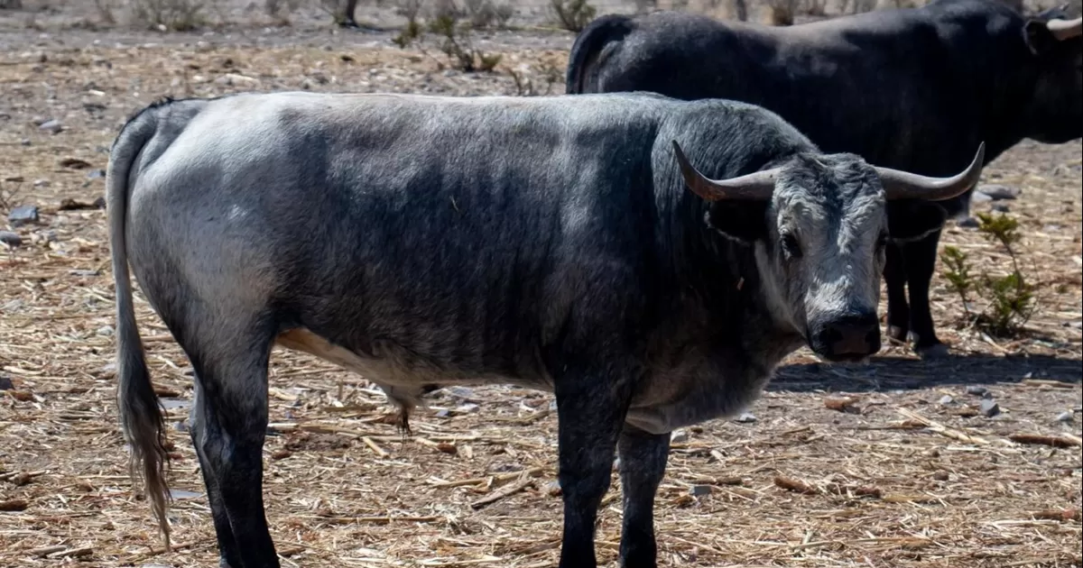 Buena presencia tiene los toros de DÂ´Guadiana para la Corrida en la Finca â€˜Cuatro Caminosâ€™