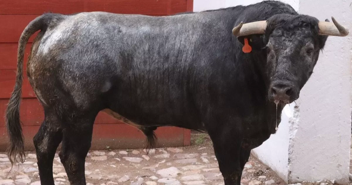 Presencia tiene el encierro de Los Ã‰banos, para el Tercer Festejo de la Feria de Zacatecas