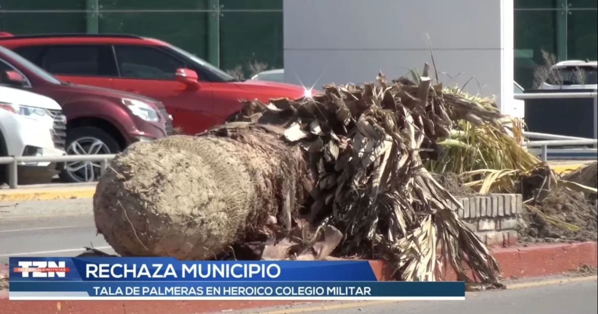 Rechaza municipio tala de palmeras en Heroico Colegio Militar; afirma es reforestación