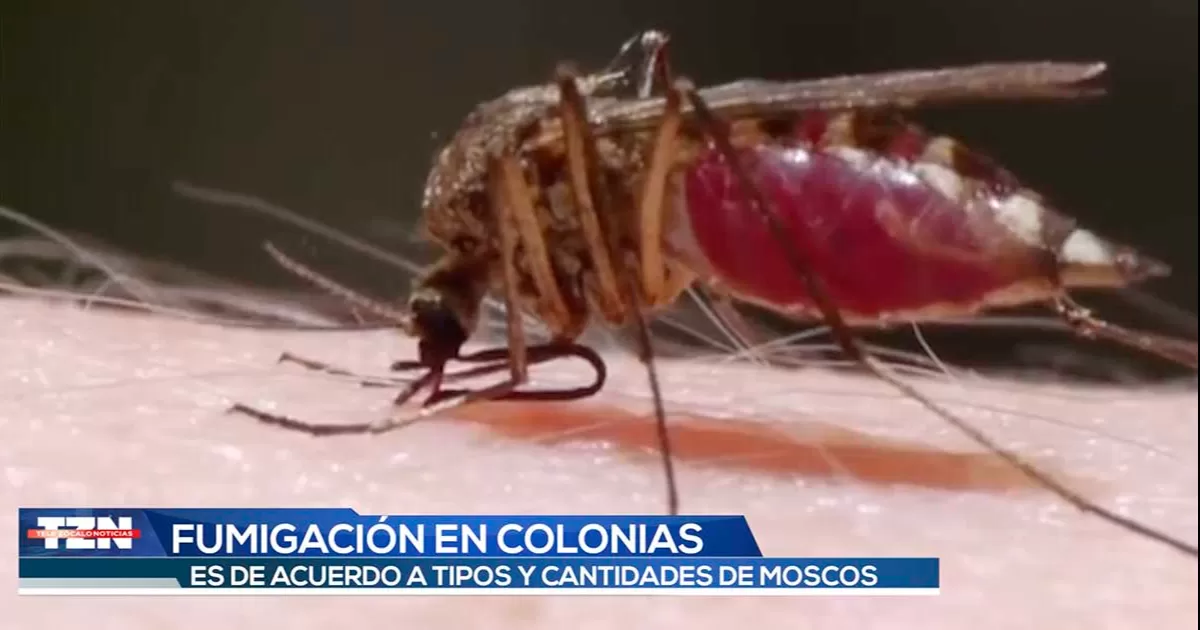 Jurisdicción Sanitaria fumiga colonias de acuerdo con presencia de moscos que causan enfermedades