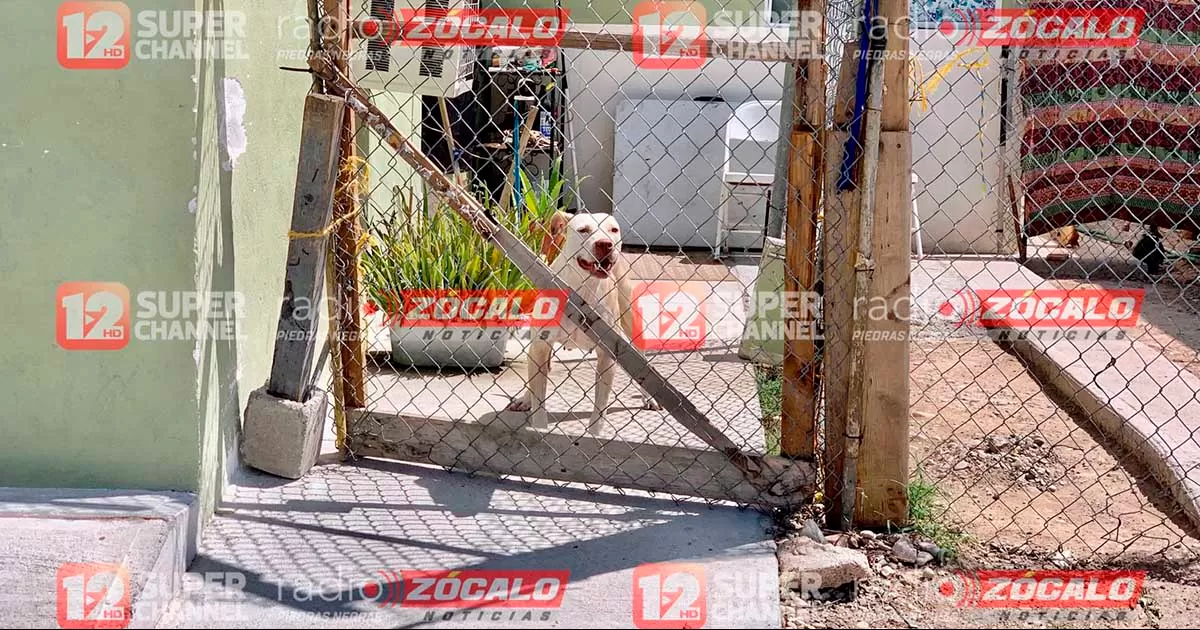 ¡Otra de pitbulls! Perra ataca a niña de 8 años en Piedras Negras
