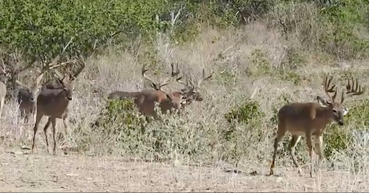 Reducen tiempo en permisos de cacería de venado cola blanca