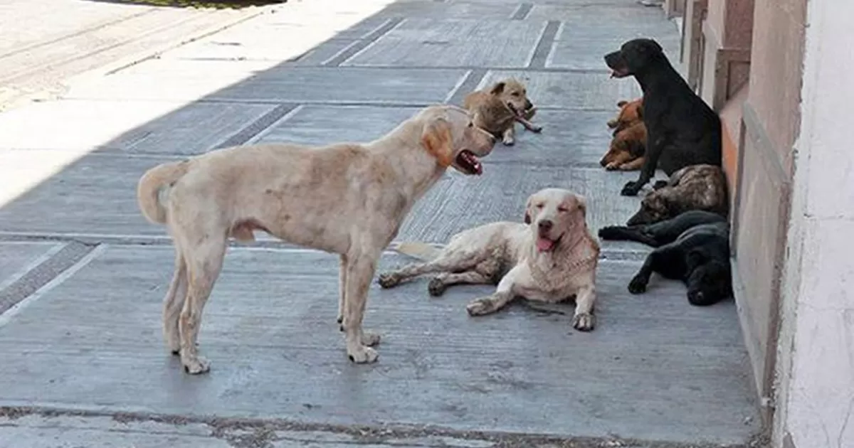 Saltillo es el municipio donde mÃ¡s casos han ocurrido durante el 2022, con un total de nueve muertes y 12 casos