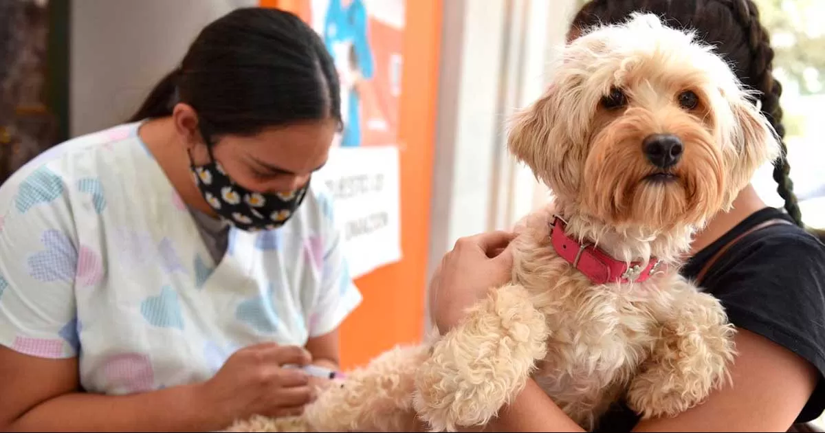 En la campaÃ±a tambiÃ©n se estarÃ¡n otorgando baÃ±os medicados y desparasitaciÃ³n para las mascotas, dichos servicios serÃ¡n totalmente gratuitos.