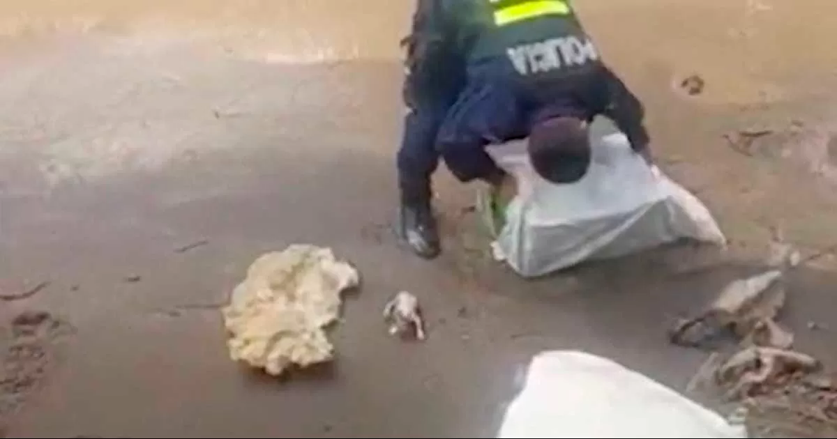 Video: Lanza 10 gatitos al río