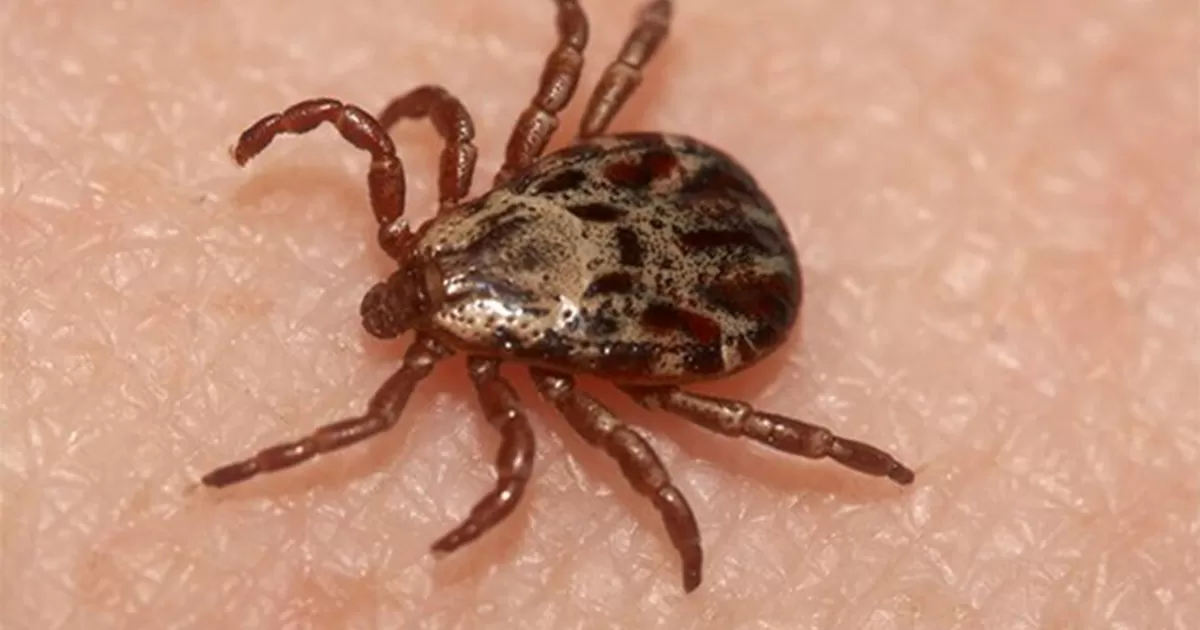 Se incrementaron a 85% las muertes por rickettsia, donde el municipio de Saltillo ocupa el primer lugar con el mayor nÃºmero de fallecimientos.