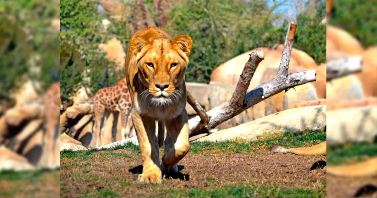 El veterinario Mateo Salazar dijo que los mÃ©dicos zootecnistas de la regiÃ³n estÃ¡n capacitados atender animales exÃ³ticos, pero que no tienen las condiciones para atenderlos, pues no cuentan con espacios grandes.